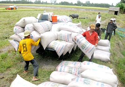 Farmers unload summer-autumn rice bags in the Mekong Delta (Photo: SGGP)